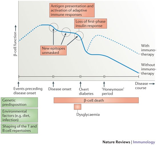 Type 1 diabetes: translating mechanistic observations into effective  clinical outcomes | Nature Reviews Immunology