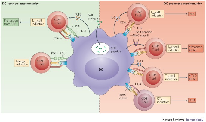The Role Of Dendritic Cells In Autoimmunity Nature Reviews Immunology