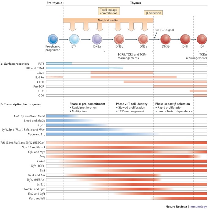 Developmental gene networks: a triathlon on the course to t cell identity
