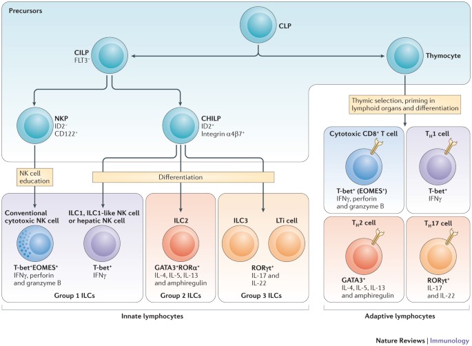 Male tang bud Interactions between innate and adaptive lymphocytes | Nature Reviews  Immunology