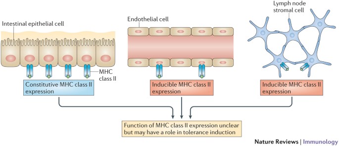 Atypical MHC class II-expressing antigen-presenting cells: can anything  replace a dendritic cell?