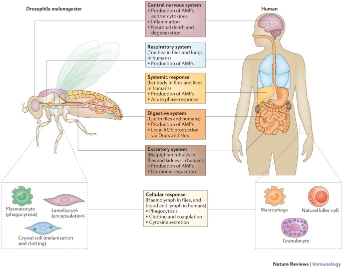 Immunity in Drosophila melanogaster — from microbial recognition 