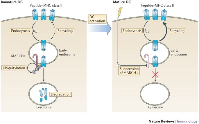 The ins and outs of MHC class II-mediated antigen processing and  presentation
