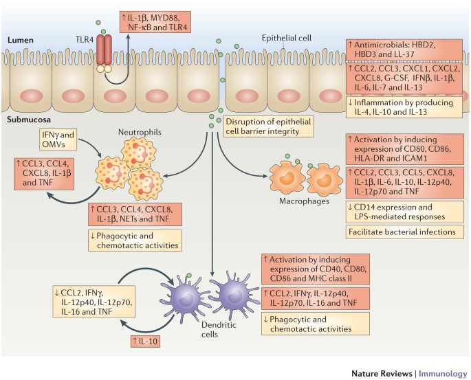 immune modulation by bacterial outer membrane vesicles nature reviews immunology