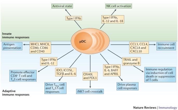 The multifaceted biology of plasmacytoid dendritic cells | Nature Reviews  Immunology