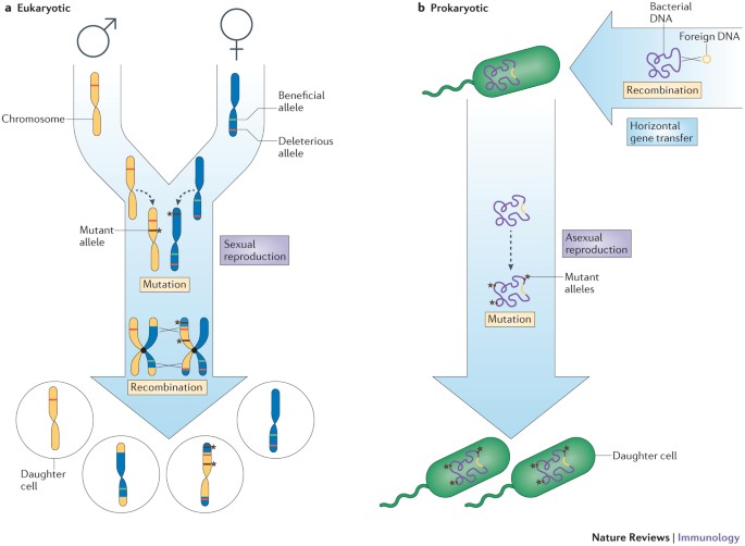 Resistance And Tolerance To Foreign Elements By Prokaryotic Immune Systems Curating The Genome Nature Reviews Immunology
