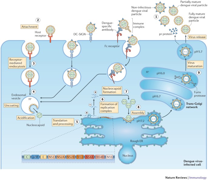 New Insights Into The Immunopathology And Control Of Dengue Virus Images, Photos, Reviews