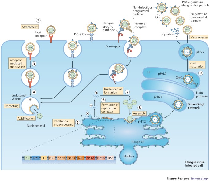 New insights into the and control of infection | Nature Reviews Immunology