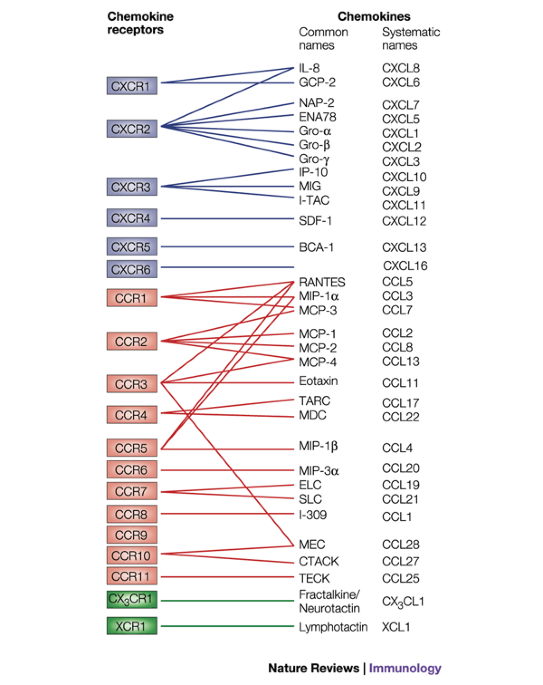 Chemokine Receptors in Allergy, Inflammation, and Infectious Disease