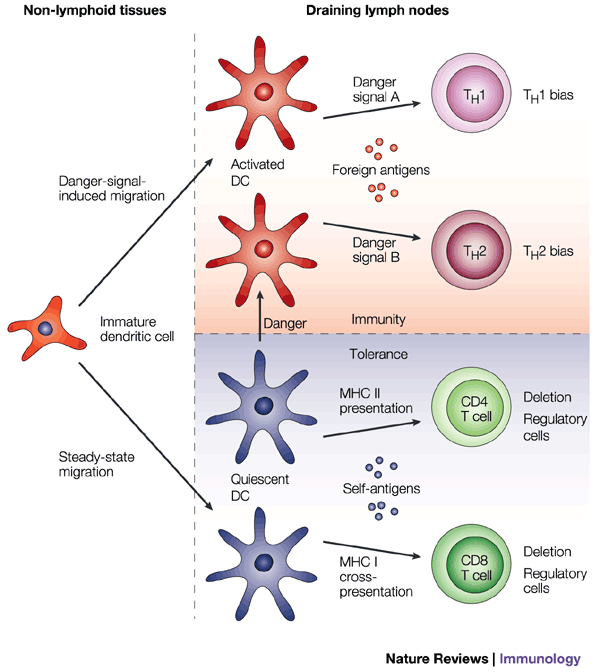 Mouse And Human Dendritic Cell Subtypes Nature Reviews Immunology