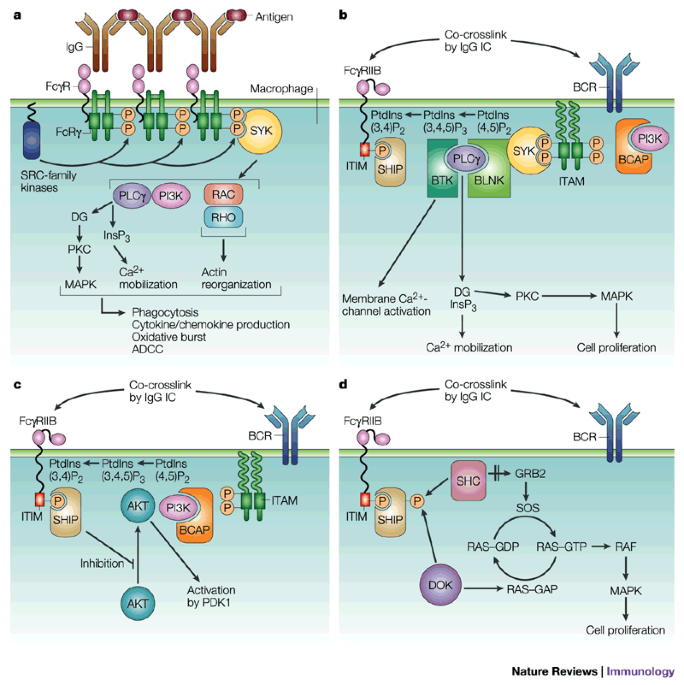 Fc receptor (FcR)-mediated signaling for phagocytosis. Engagement