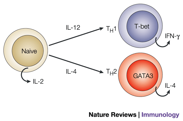 The Lineage Decisions Of Helper T Cells Nature Reviews Immunology