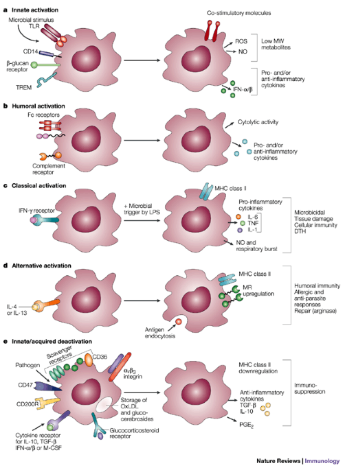 Macrophage states: there's a method in the madness: Trends in Immunology
