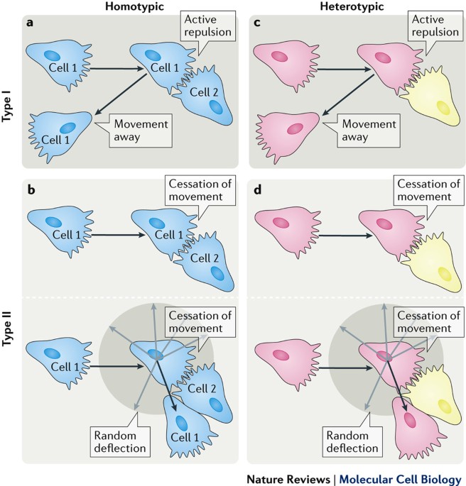 Mechanisms and in vivo functions of contact inhibition of 