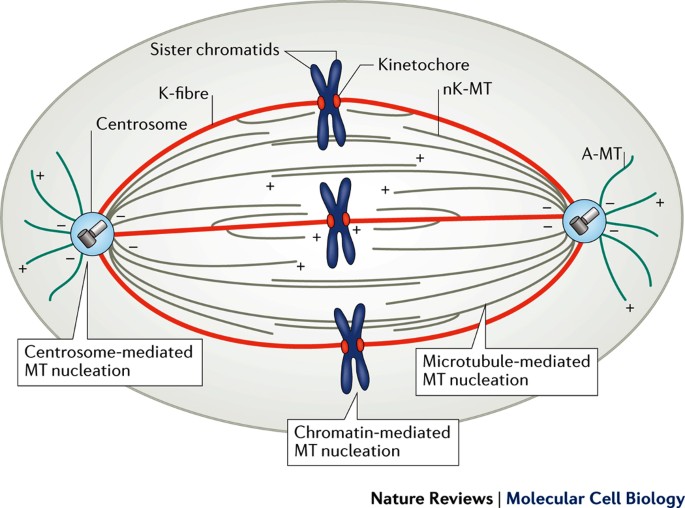 Mitotic spindle assembly in animal cells: a fine balancing act