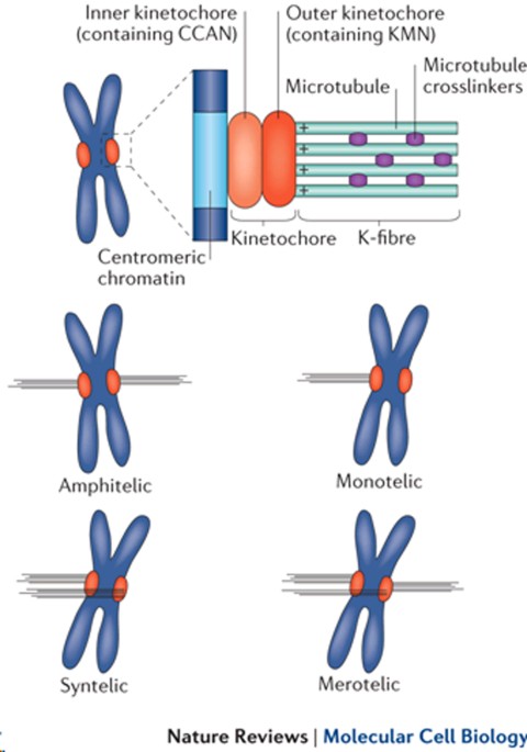 Mitotic spindle assembly in animal cells: a fine balancing act