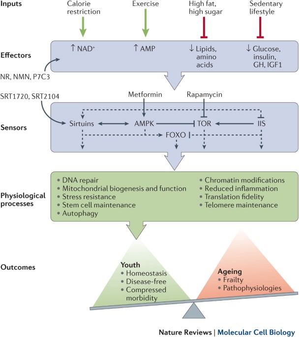Sirtuins and Mammalian Longevity