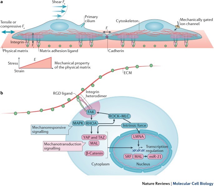 Mechanical forces direct stem cell behaviour in development and 