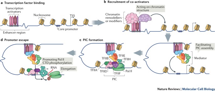 transcription regulation by the