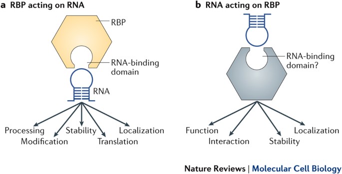 A Brave New World Of Rna Binding Proteins Nature Reviews Molecular Cell Biology A Brave New World Of Rna Binding Proteins Nature Reviews Molecular Cell Biology