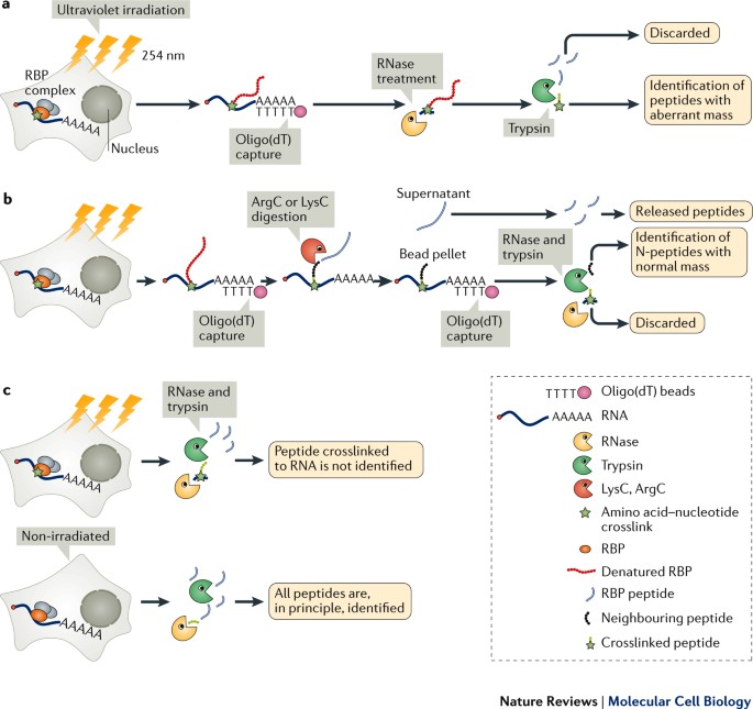 A brave new world of RNA-binding proteins | Nature Reviews Molecular Cell  Biology