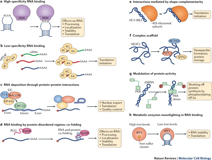 A brave new world of RNA-binding proteins | Nature Reviews Molecular Cell  Biology