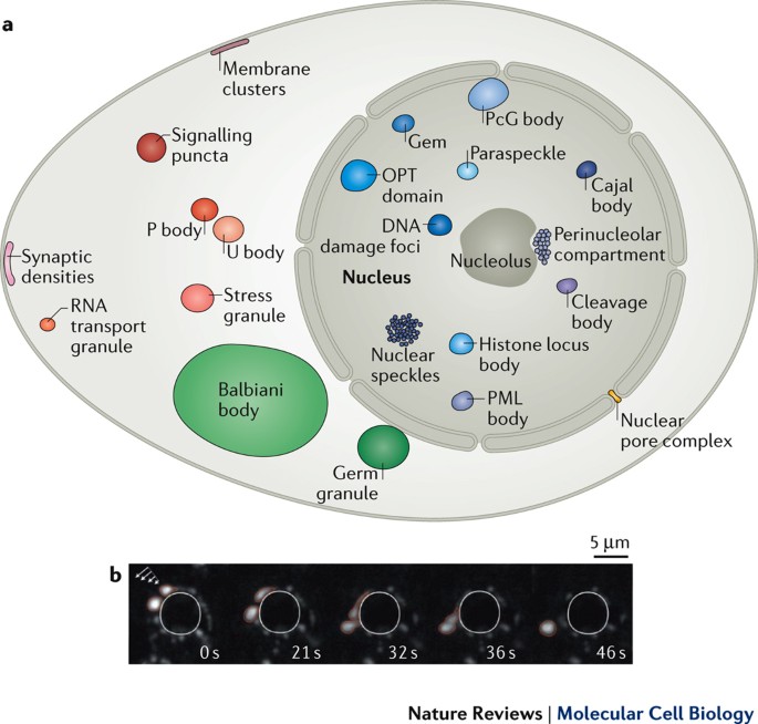 Biomolecular condensates: organizers of cellular biochemistry