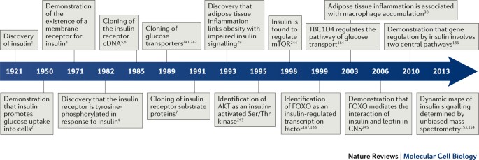 Biochemical and cellular properties of insulin receptor signalling