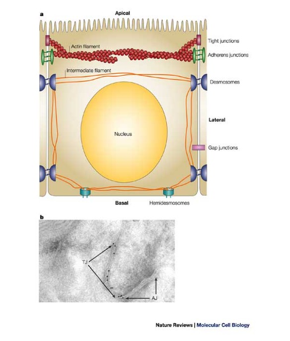 Signalling to and from tight junctions | Nature Reviews Molecular Cell  Biology