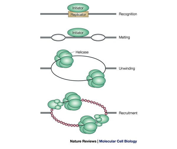 Initiation Of Dna Replication Lessons From Viral Initiator Proteins Nature Reviews Molecular Cell Biology