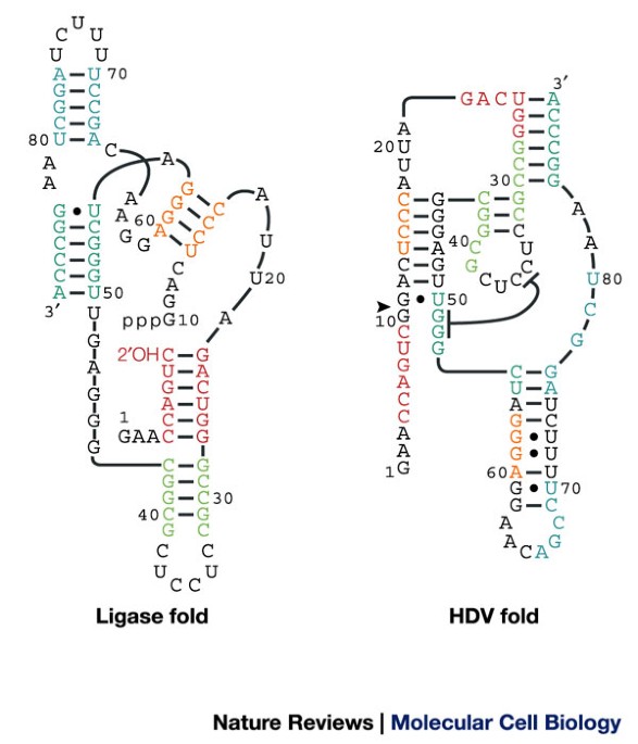 219【BRIEFING 】CR-9 FD RIP（Strategies for RNA folding and 