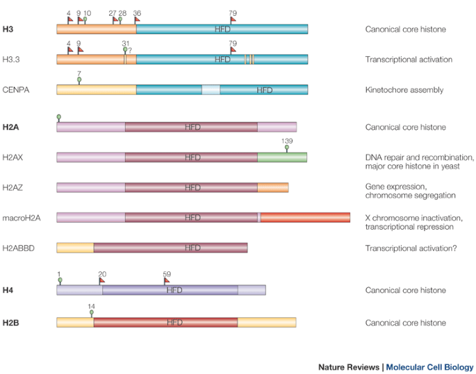 Histone variants meet their match | Nature Reviews Molecular Cell Biology