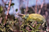 A changed cameleon | Nature Reviews Molecular Cell Biology