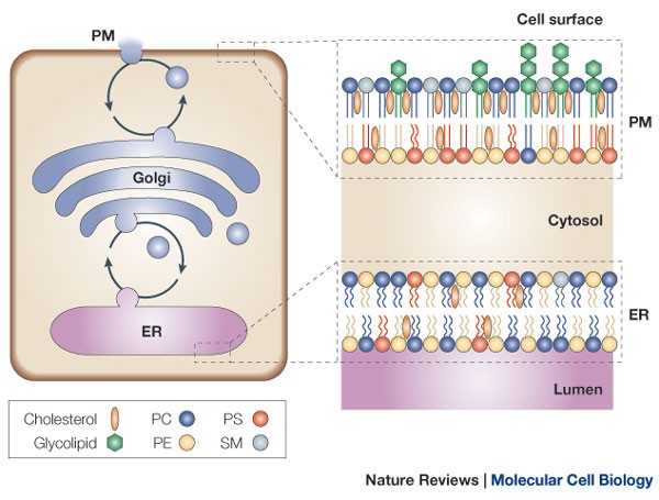 Lipid traffic: floppy drives and a superhighway