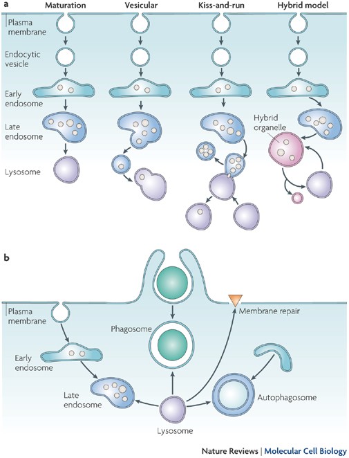 Lysosomes Fusion And Function Nature Reviews Molecular Cell Biology