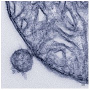 Mitochondria–peroxisome connection