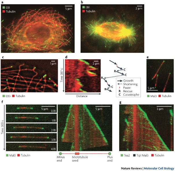 Tracking the ends: a dynamic protein network controls the fate of microtubule tips