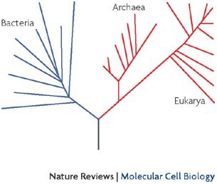 extra chromosomal elements and the