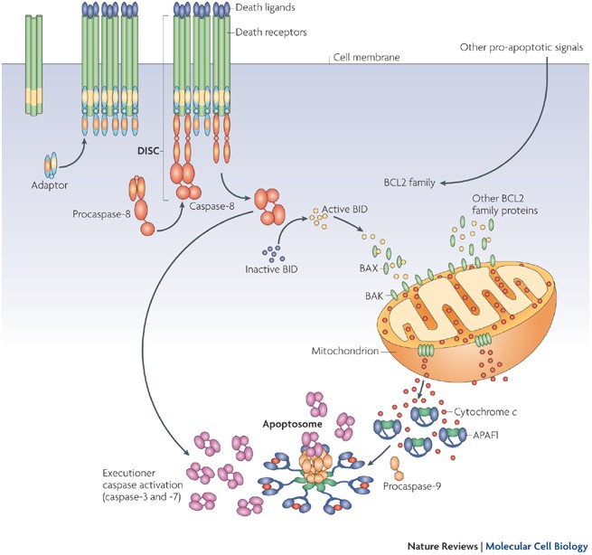 Cytochrome C Functions Beyond Respiration Nature Reviews Molecular Cell Biology