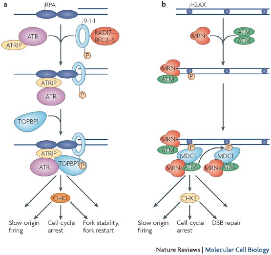 nature reviews molecular cell biology
