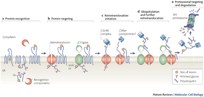 One step at a time: endoplasmic reticulum-associated degradation | Nature  Reviews Molecular Cell Biology