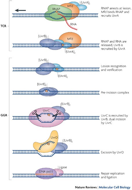 transcription coupled dna repair two