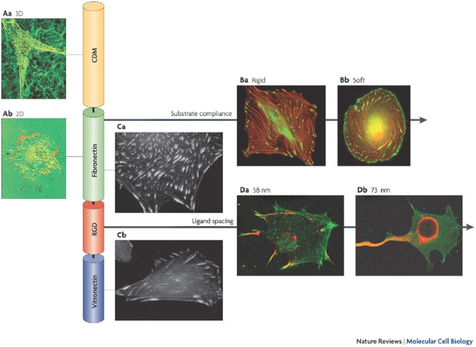 Environmental Sensing Through Focal Adhesions Nature