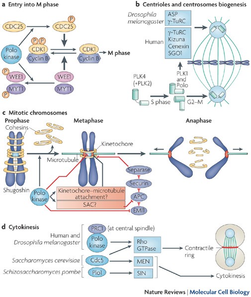 Polo-like kinases: conservation and divergence in their functions and regulation