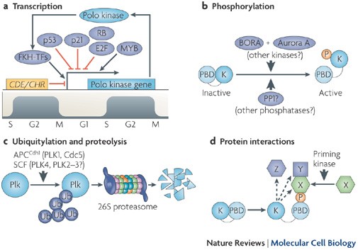 Polo-like kinases: conservation and divergence in their functions and  regulation | Nature Reviews Molecular Cell Biology