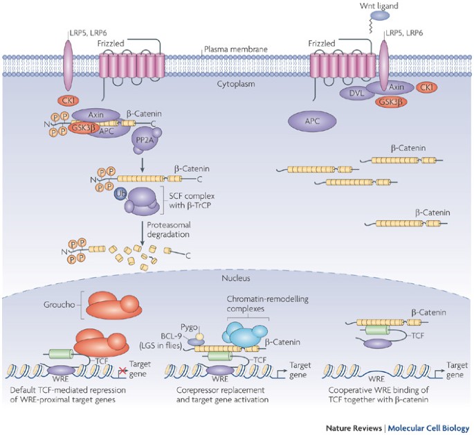 B Catenin Hits Chromatin Regulation Of Wnt Target Gene Activation Nature Reviews Molecular Cell Biology