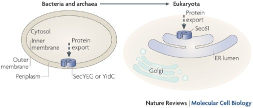 Delivering proteins for export from the cytosol