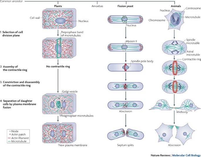 Understanding cytokinesis: lessons from fission yeast | Nature Reviews Molecular Cell Biology Understanding cytokinesis: lessons from fission yeast | Nature Reviews Molecular Cell Biology