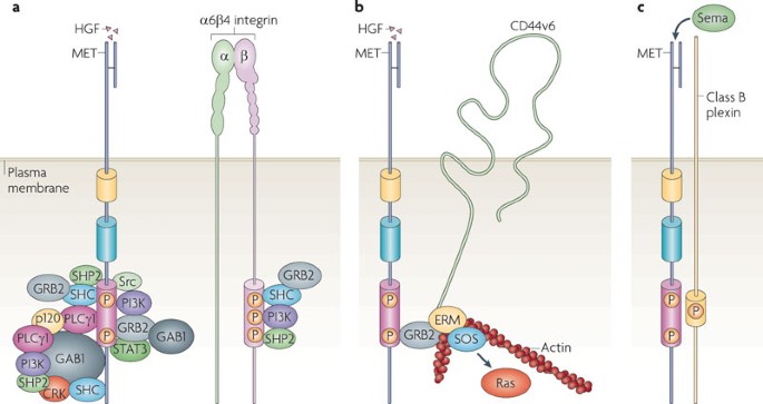 MET signalling: principles and functions in development, organ regeneration and cancer