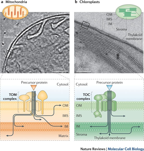 Common ground for protein translocation: access control for mitochondria and chloroplasts